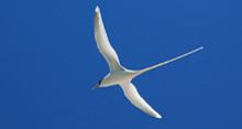 White-tailed Tropicbird: Mostly white except for a narrow black eye patch and black streak on upper wings;: long, narrow, white central tail feathers. Photograph courtesy of USFWS